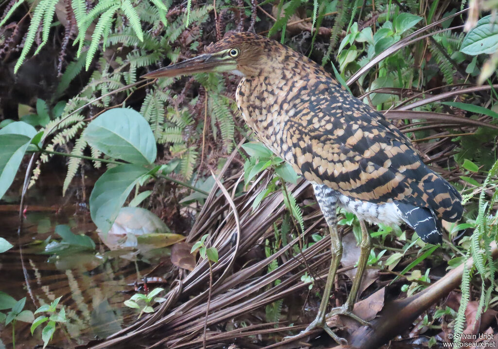 Rufescent Tiger Heronjuvenile
