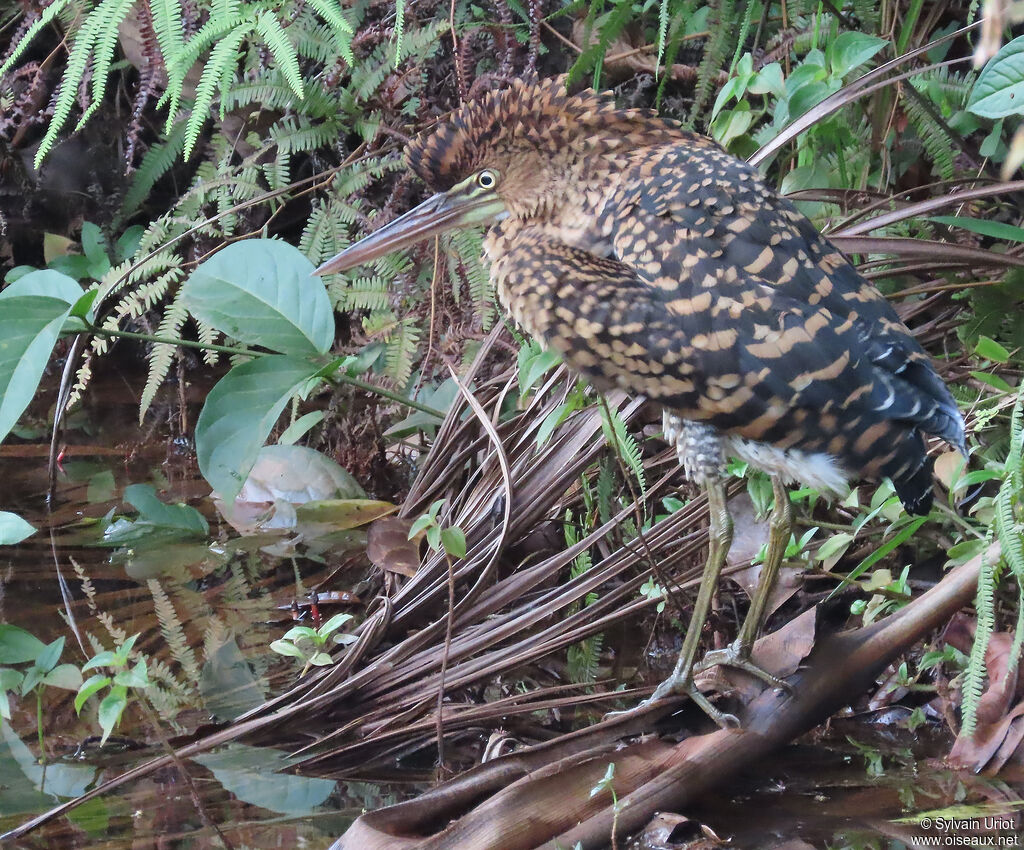 Rufescent Tiger Heronjuvenile