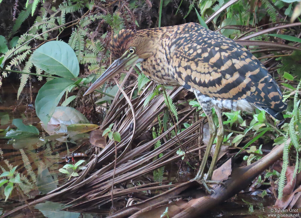 Rufescent Tiger Heronjuvenile