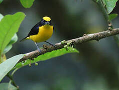 Thick-billed Euphonia