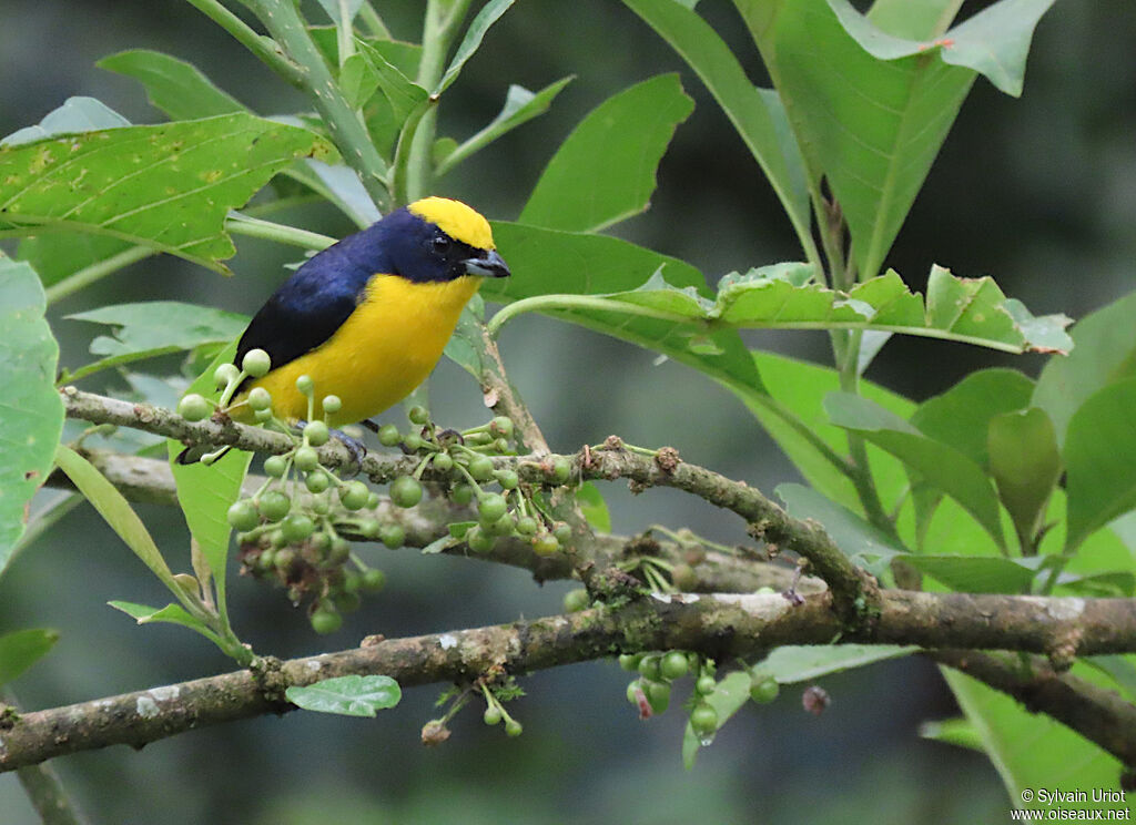 Thick-billed Euphonia male adult