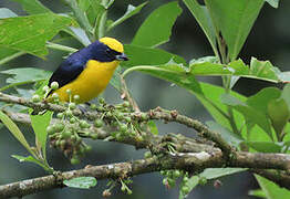 Thick-billed Euphonia