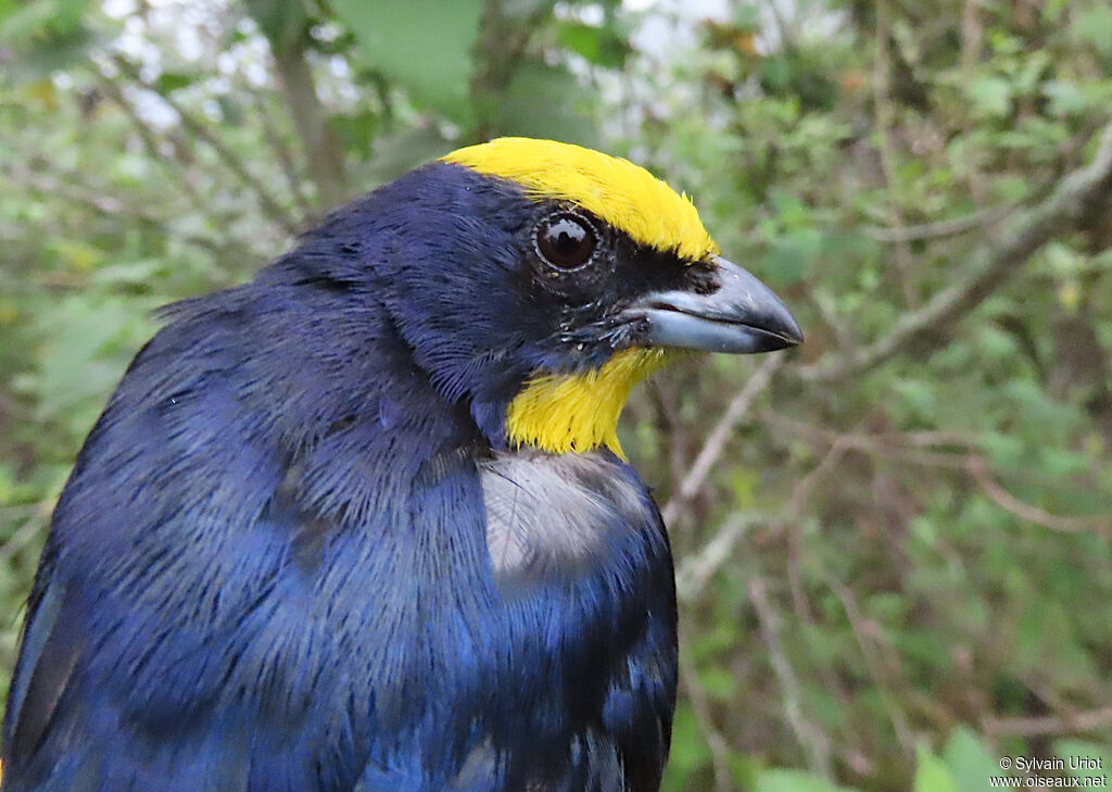 Thick-billed Euphonia male adult