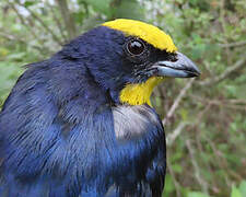 Thick-billed Euphonia