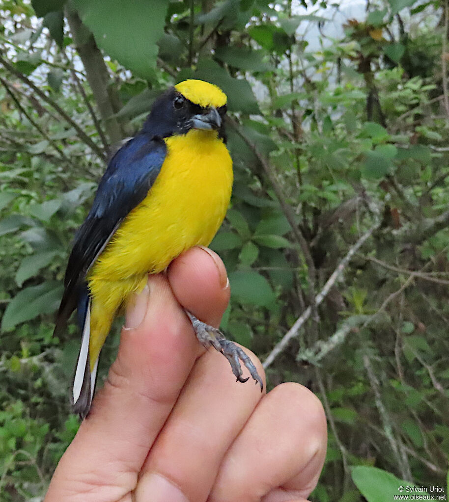 Thick-billed Euphonia male adult