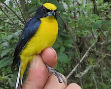 Thick-billed Euphonia