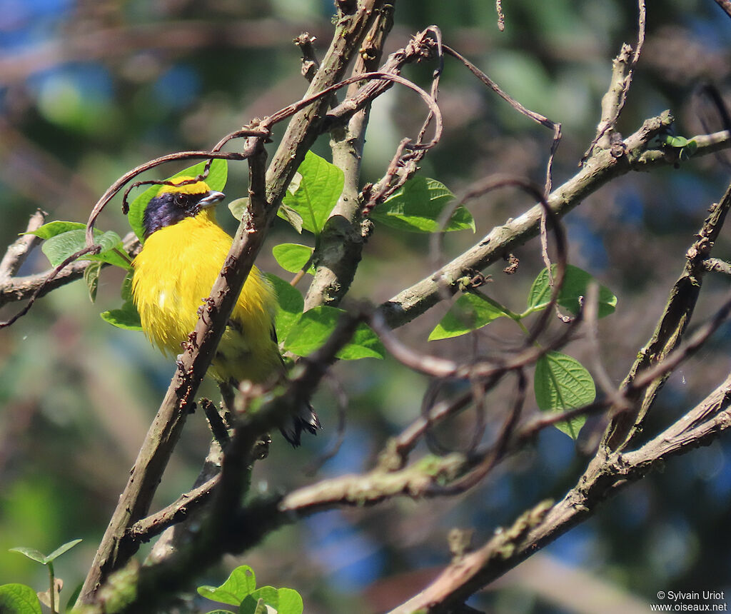 Thick-billed Euphonia male adult