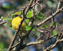 Thick-billed Euphonia