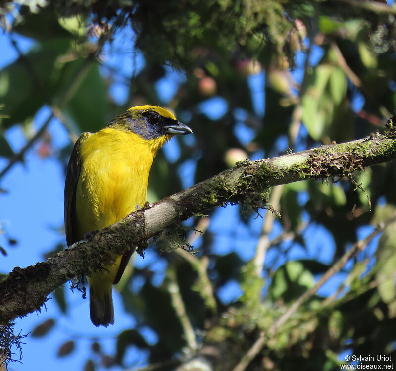 Thick-billed Euphonia male immature