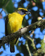 Thick-billed Euphonia