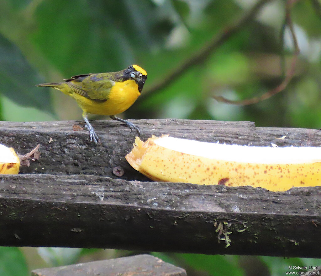 Thick-billed Euphonia male immature