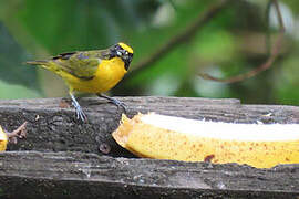 Thick-billed Euphonia