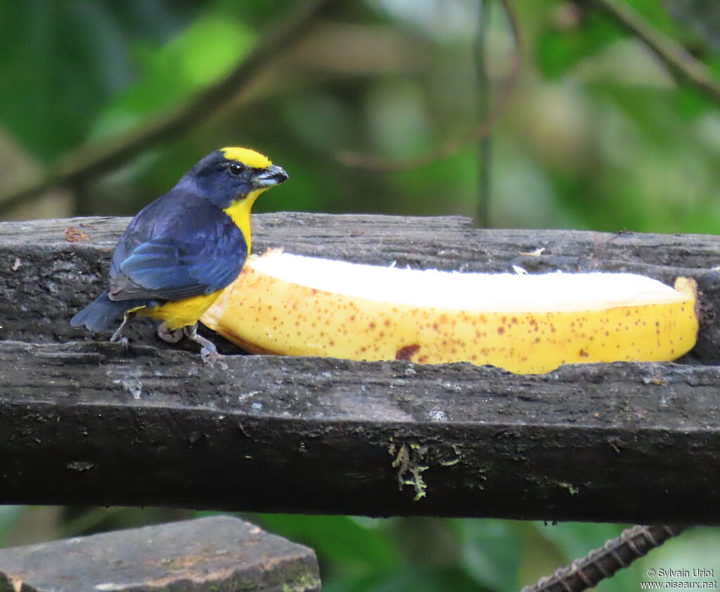 Thick-billed Euphonia male adult