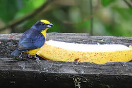 Thick-billed Euphonia