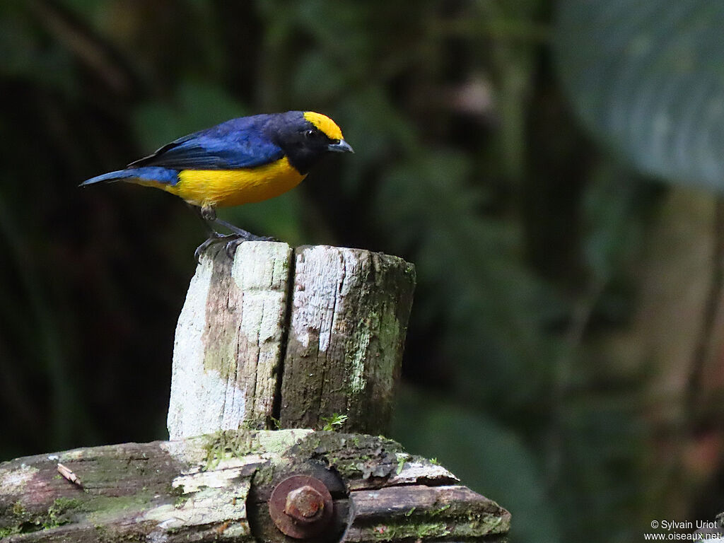 Orange-crowned Euphonia male adult