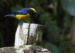 Orange-crowned Euphonia