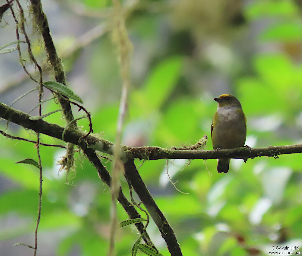 Orange-bellied Euphonia female adult