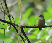 Orange-bellied Euphonia