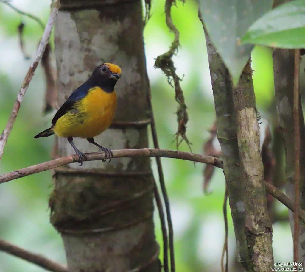 Orange-bellied Euphonia male adult