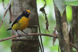 Orange-bellied Euphonia