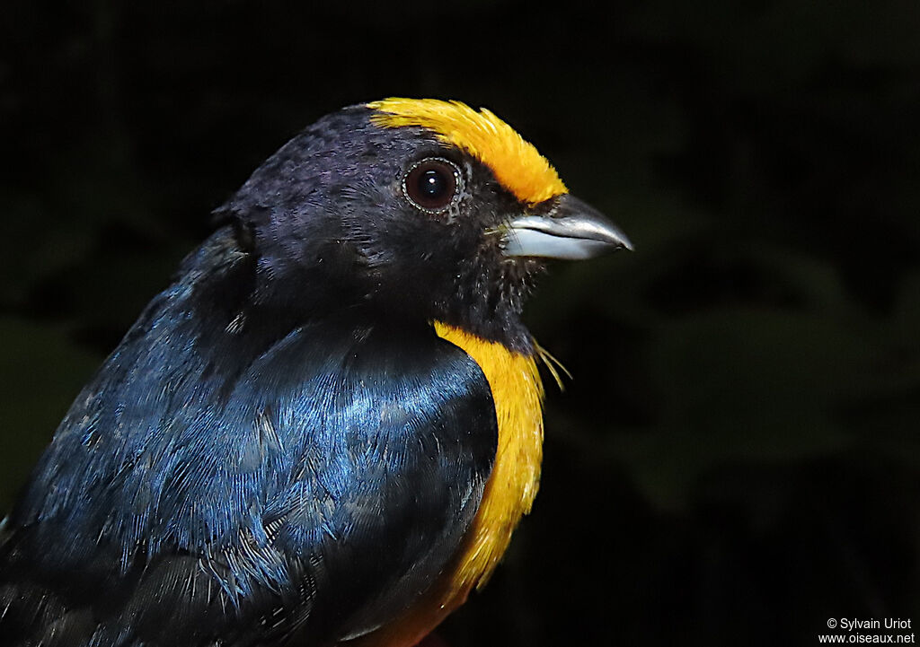 Orange-bellied Euphonia male adult