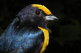 Orange-bellied Euphonia