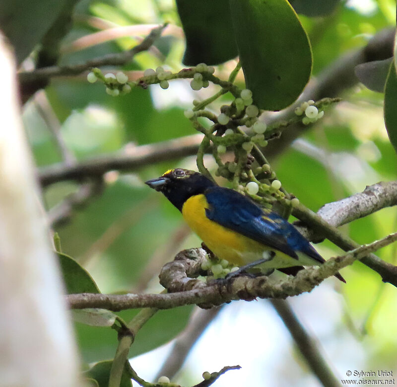 White-vented Euphonia male adult