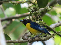 White-vented Euphonia