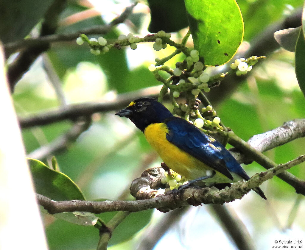 White-vented Euphonia male adult