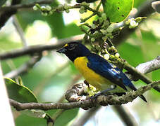 White-vented Euphonia