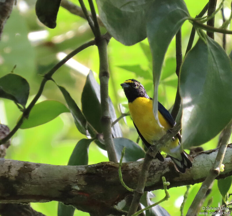 White-vented Euphonia male adult