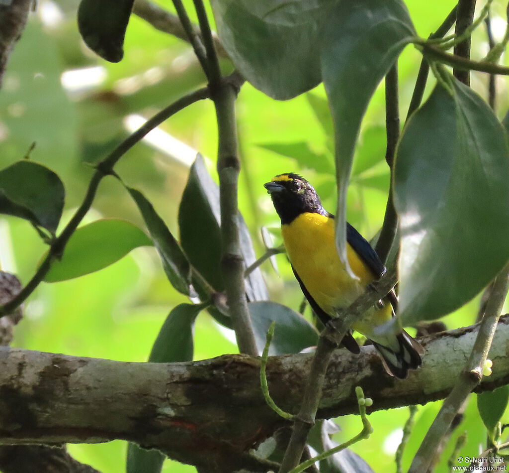 White-vented Euphonia male adult