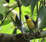 White-vented Euphonia