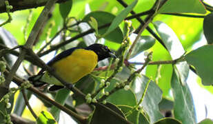 White-vented Euphonia