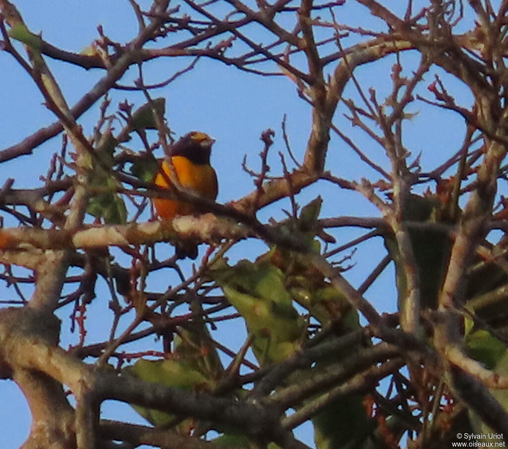 Finsch's Euphonia male adult