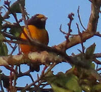 Finsch's Euphonia