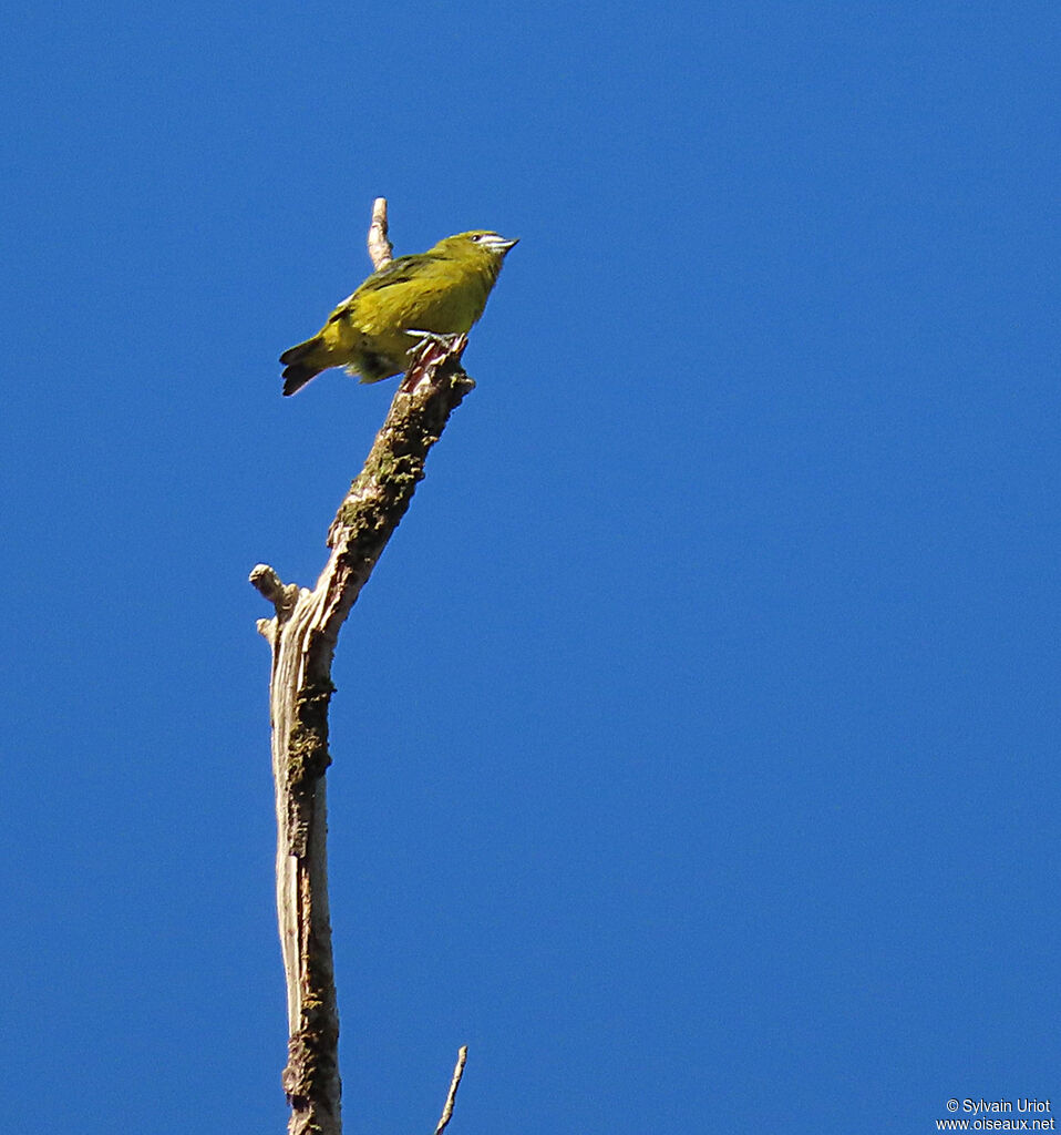 White-lored Euphonia male adult