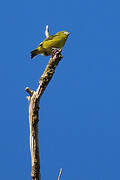 White-lored Euphonia