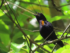 Golden-sided Euphonia