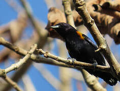 Golden-sided Euphonia