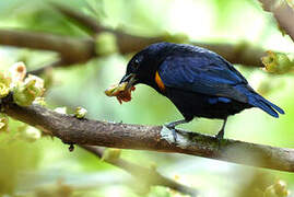 Golden-sided Euphonia