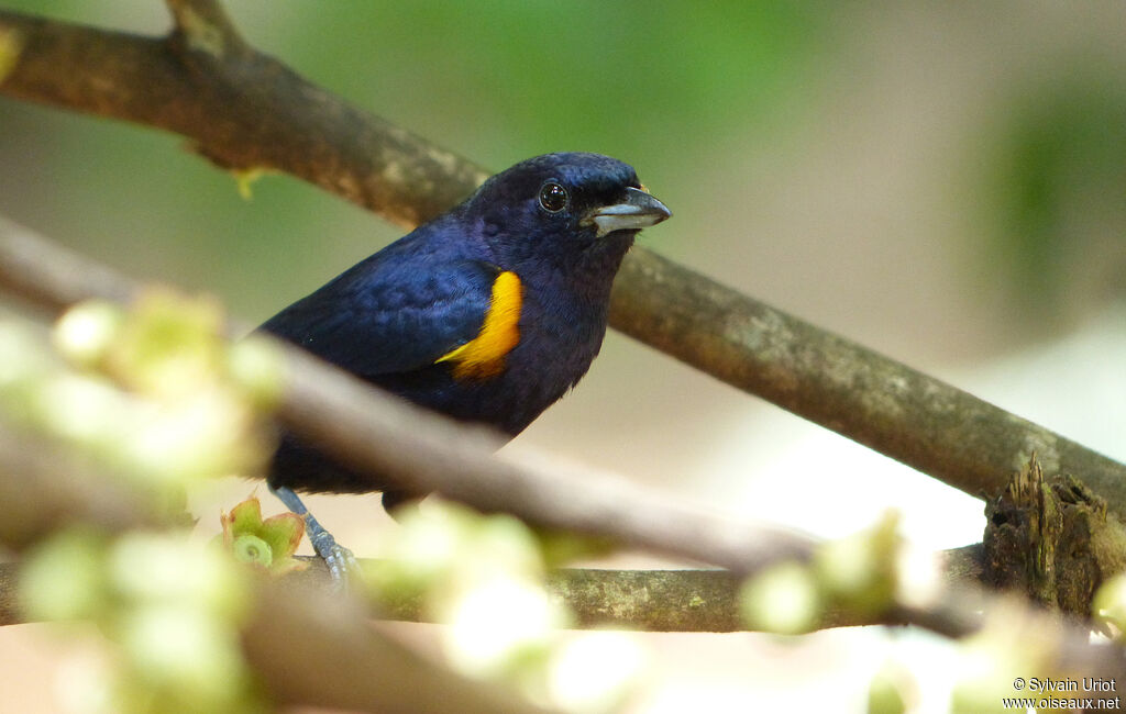 Golden-sided Euphonia male adult