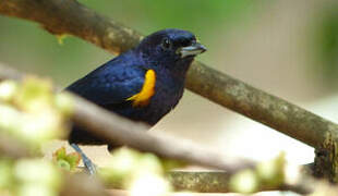 Golden-sided Euphonia