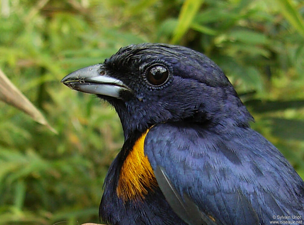 Golden-sided Euphonia male adult