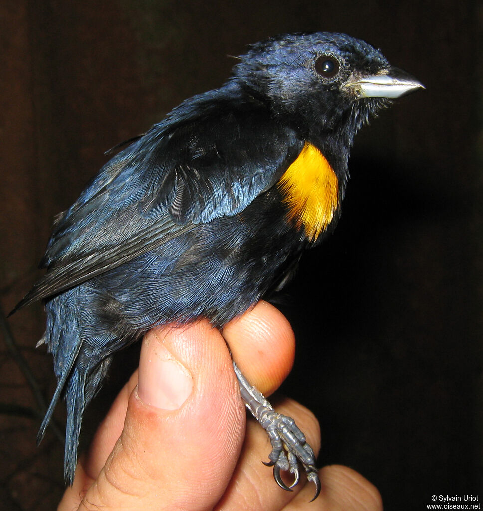 Golden-sided Euphonia male adult