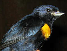 Golden-sided Euphonia