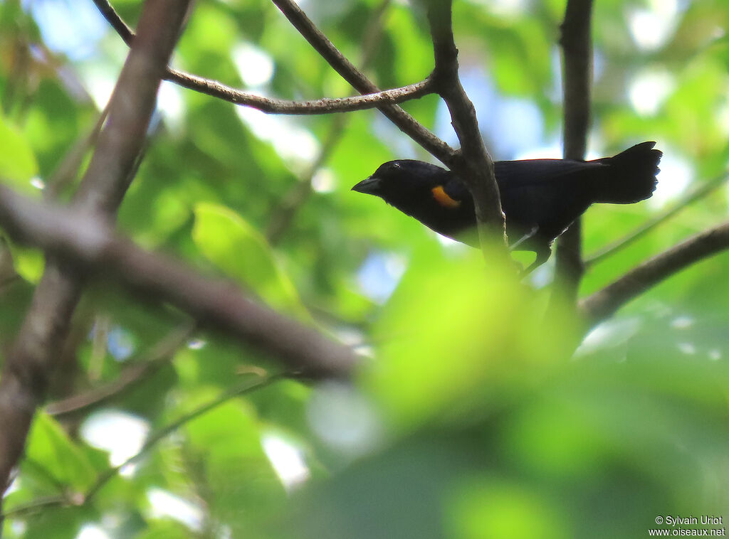 Golden-sided Euphonia male adult