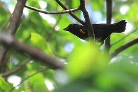 Golden-sided Euphonia