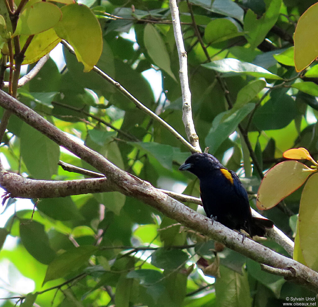 Golden-sided Euphonia male adult