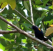 Golden-sided Euphonia